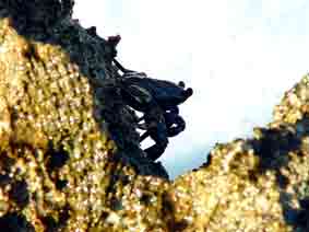 climbing crab